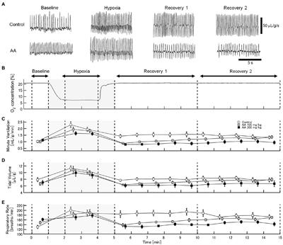 Activation of Astrocytes in the Persistence of Post-hypoxic Respiratory Augmentation